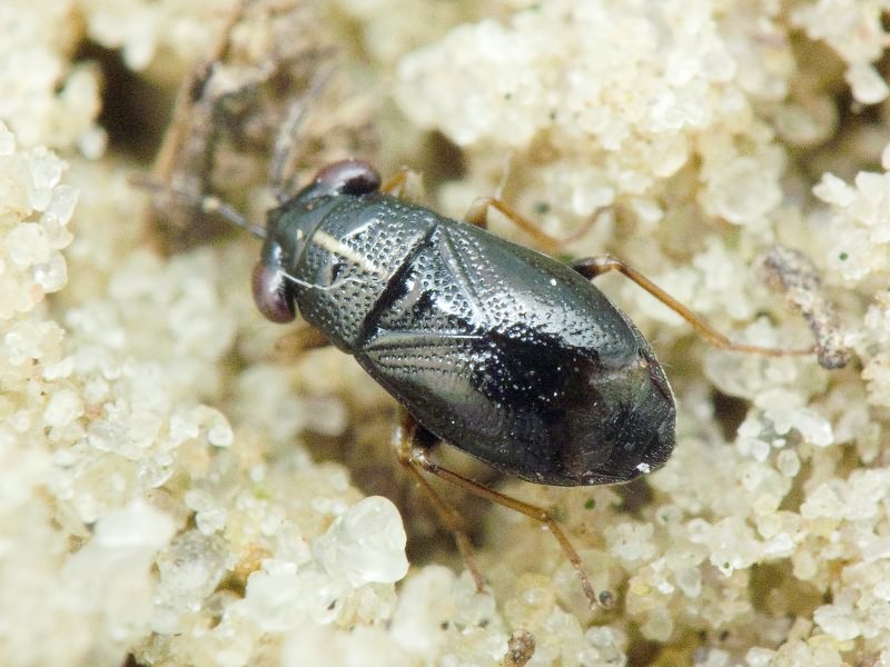 Geocoris ater (Fabricius, 1787)